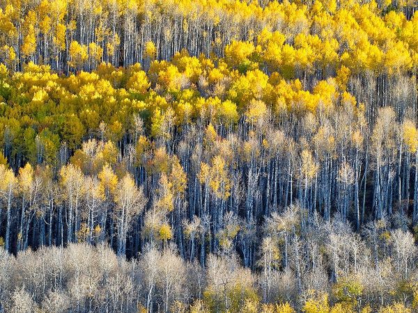 Colorado-Maroon Bells-Snowmass Wilderness Fall colors on Aspen trees